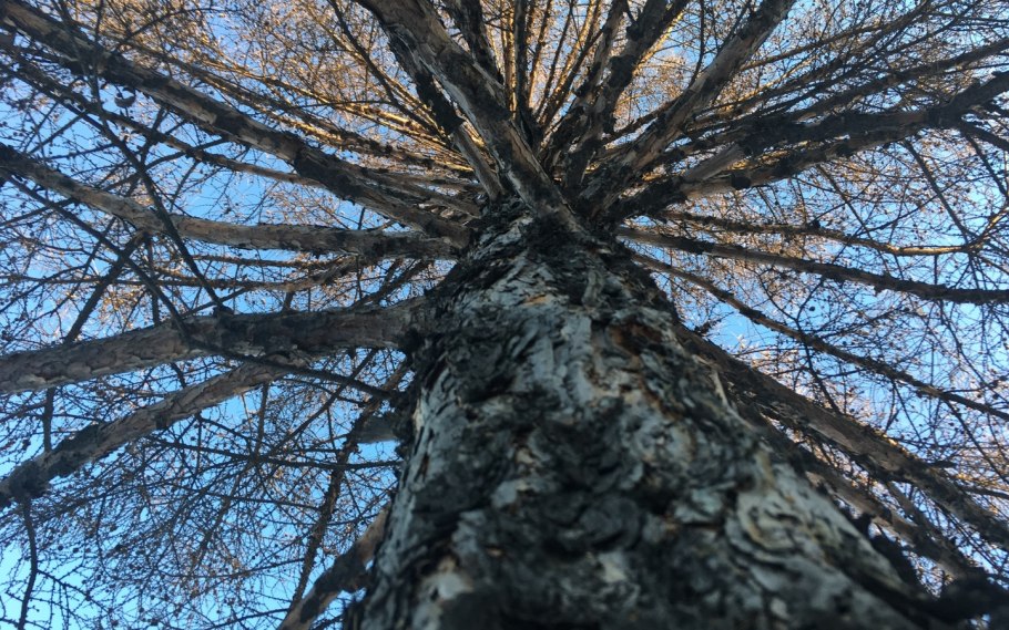 "Чертово дерево"- деморфант.