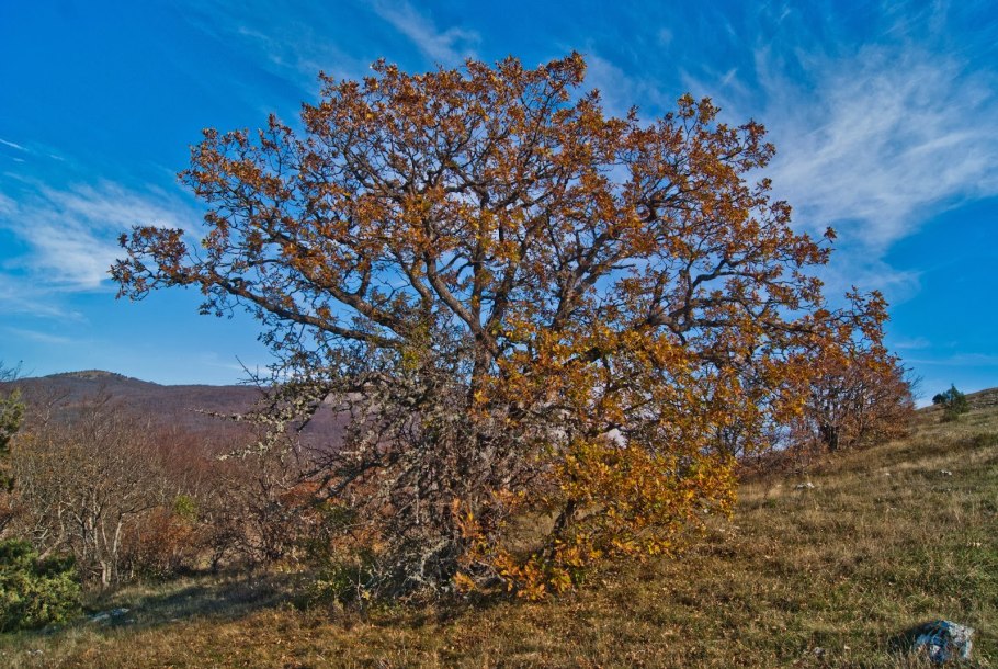 Аралия колючая (Aralia spinosa)