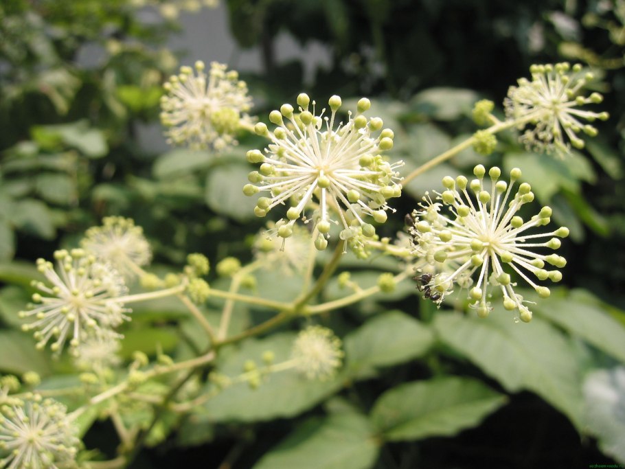 Аралия маньчжурская (Aralia mandshurica)