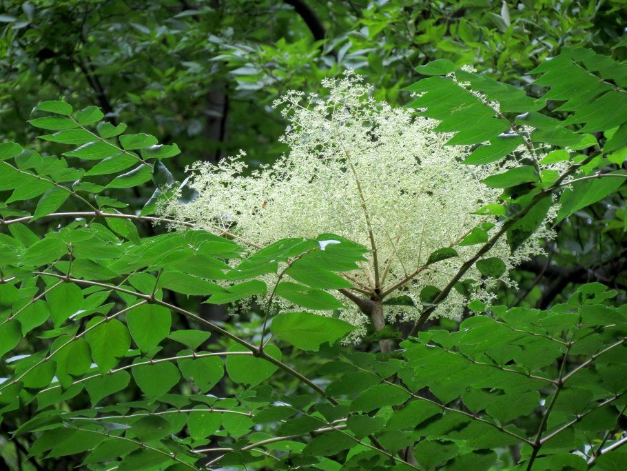 Аралия высокая (Aralia elata)