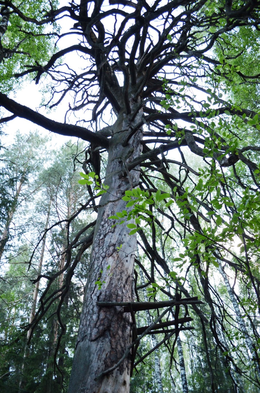 Чертово дерево Удмуртия