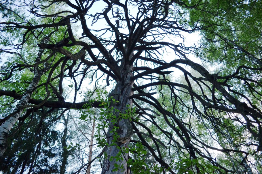 Чертово дерево Удмуртия