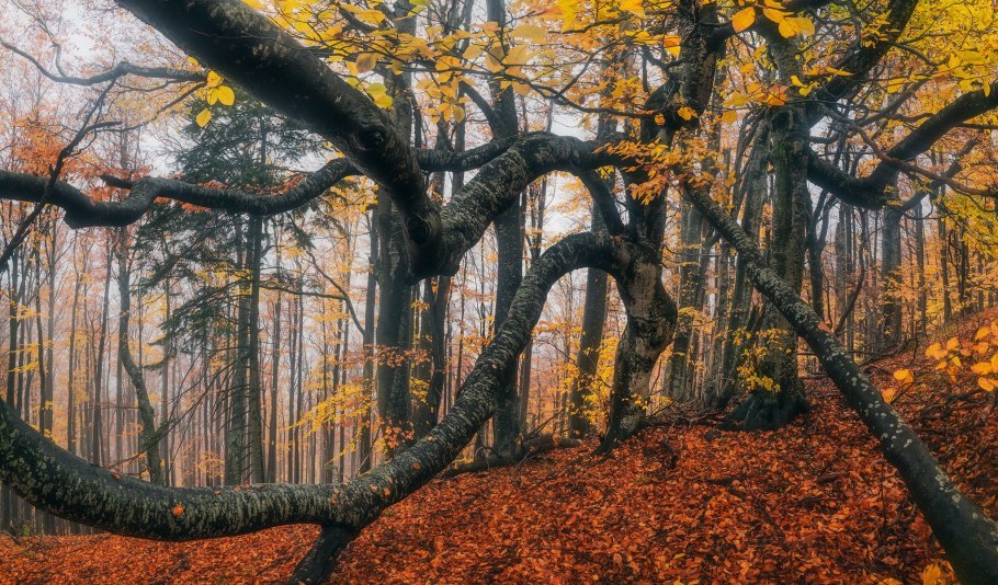 Аралия маньчжурская ствол дерево