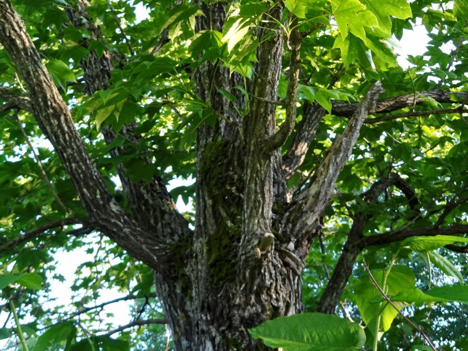 Аралия маньчжурская