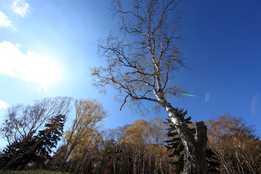"Чертово дерево"- деморфант.