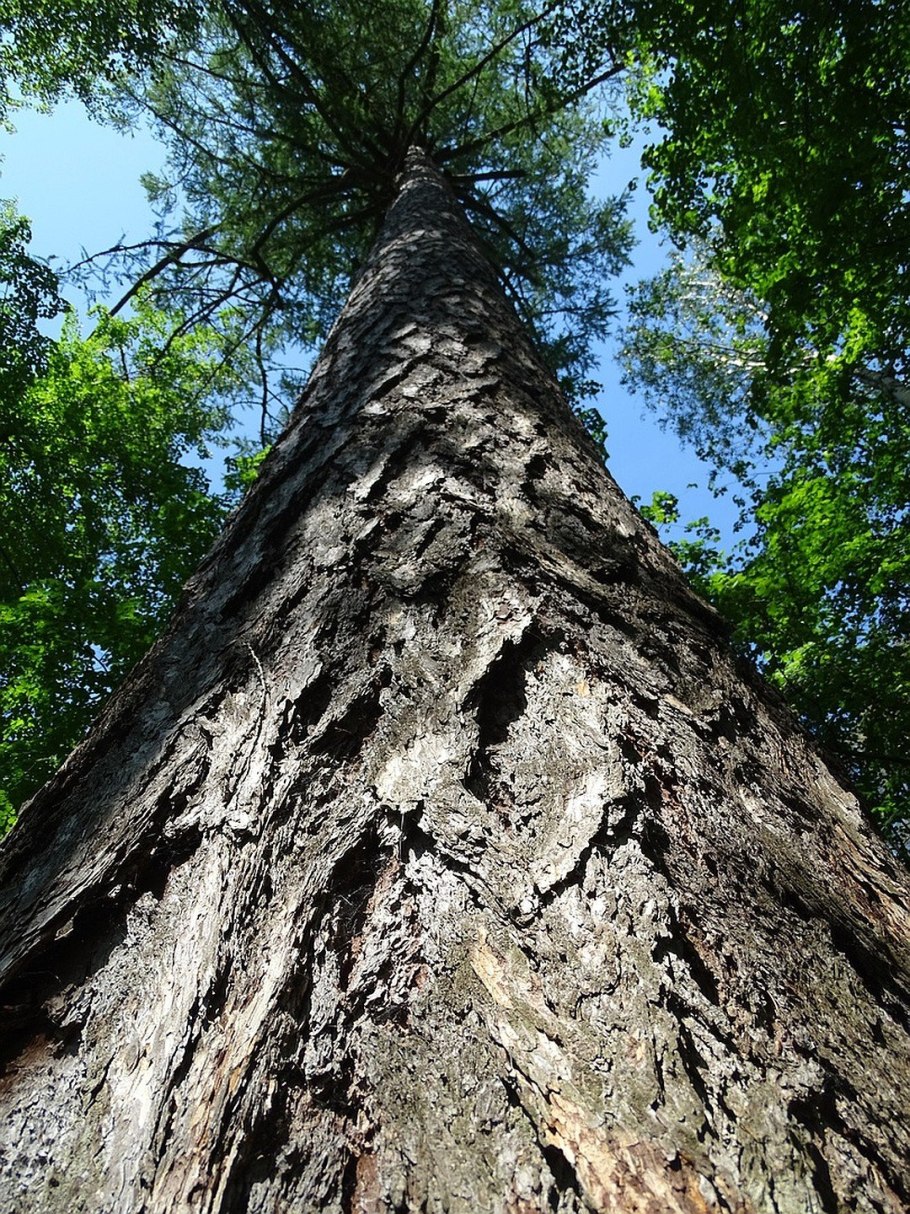 Чертова сосна Удмуртия