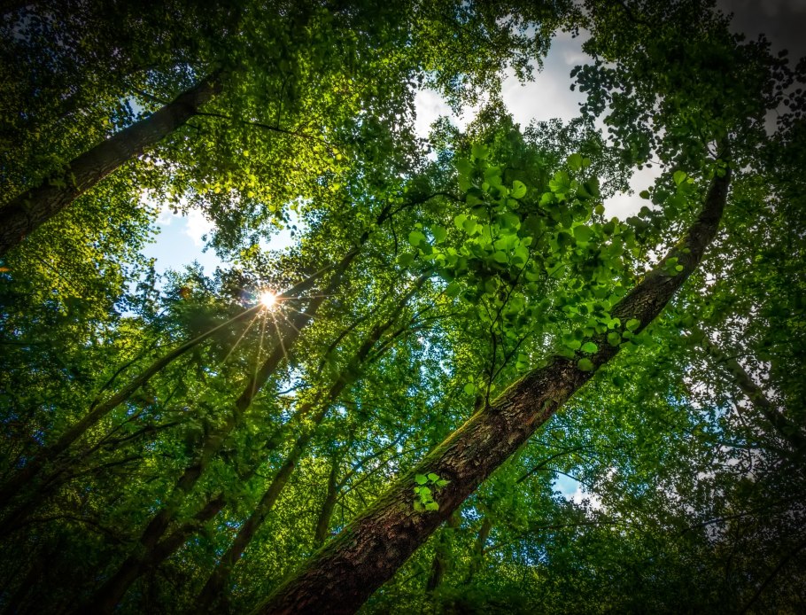 Аралия Дальневосточная