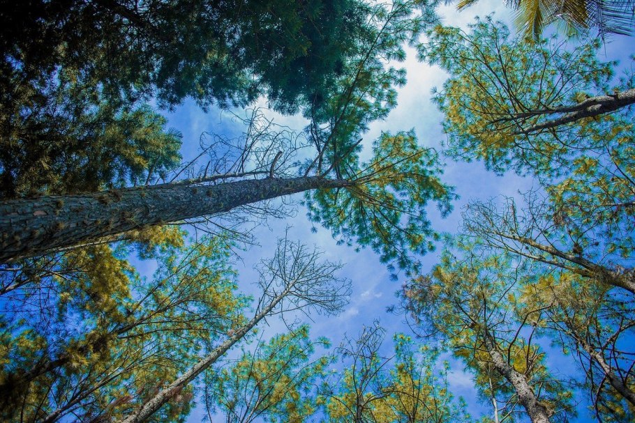 Аралия сердцевидная