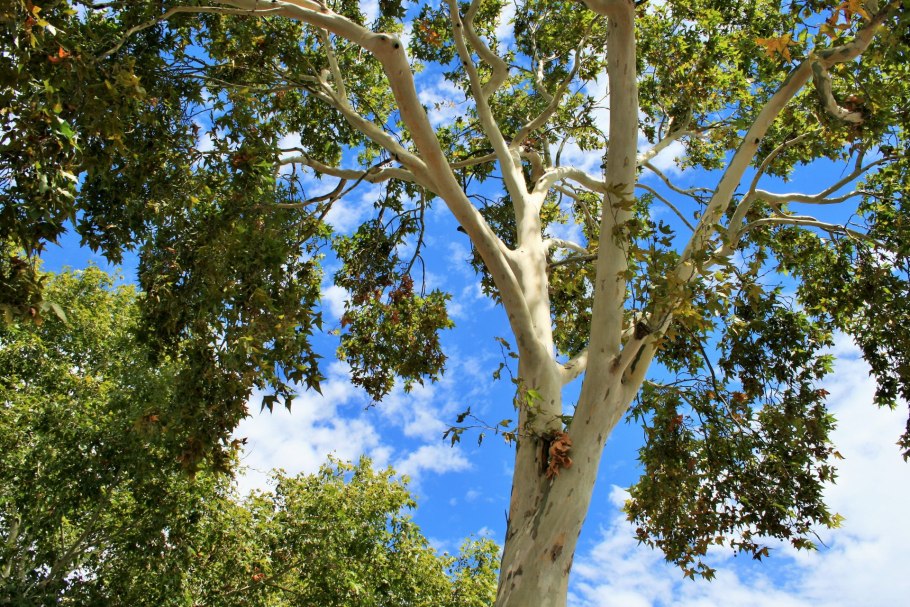 Платан дерево бесстыдница