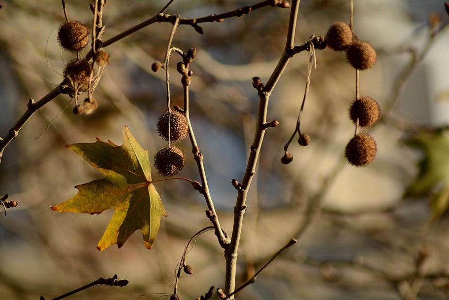 Платан кавказский Чинар