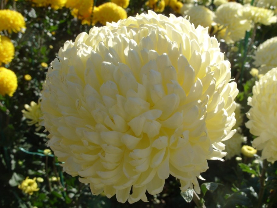 Хризантема мультифлора Арес