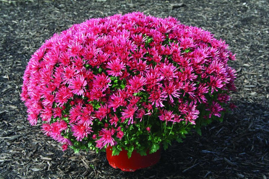 Хризантема мультифлора Балиос