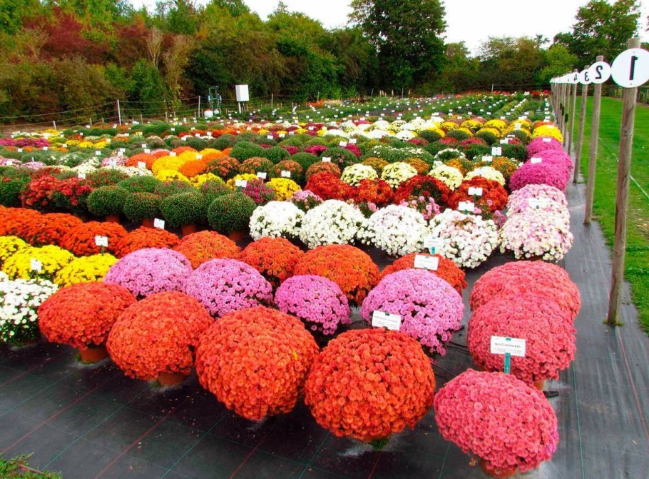 Хризантемы низкорослые шаровидные