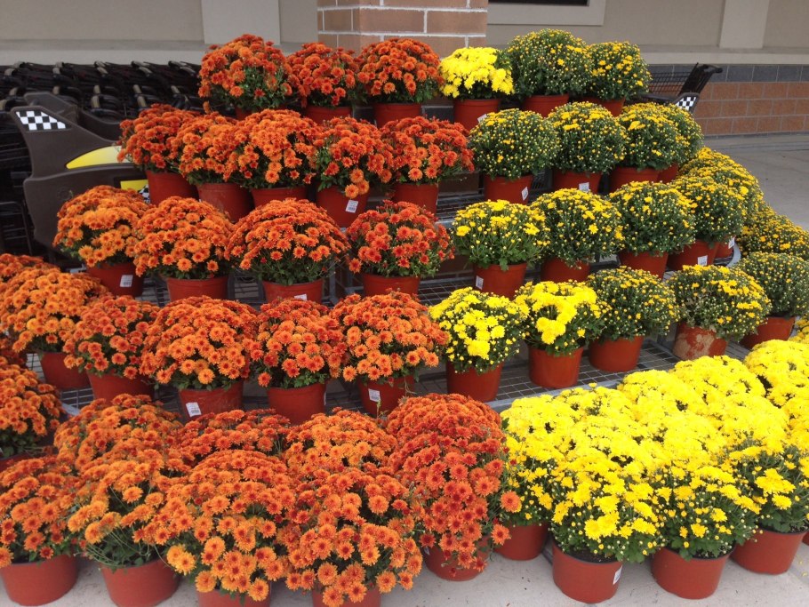 Хризантема мультифлора шаровидная семена