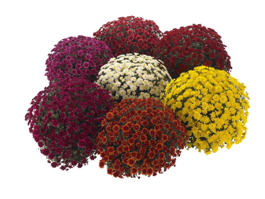 Хризантема мультифлора шаровидная семена