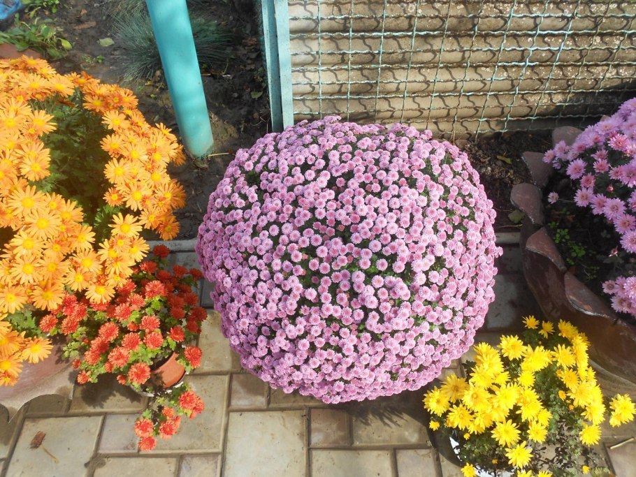 Хризантема Апполо