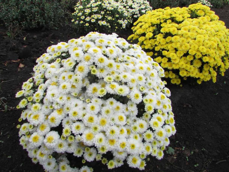 Хризантема мультифлора шаровидная