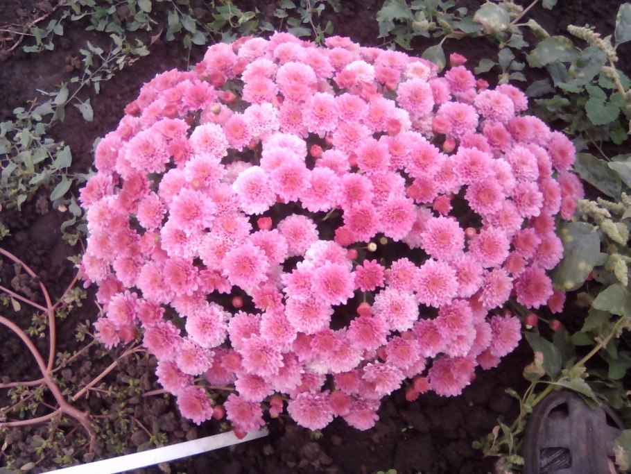 Хризантемы низкорослые шаровидные