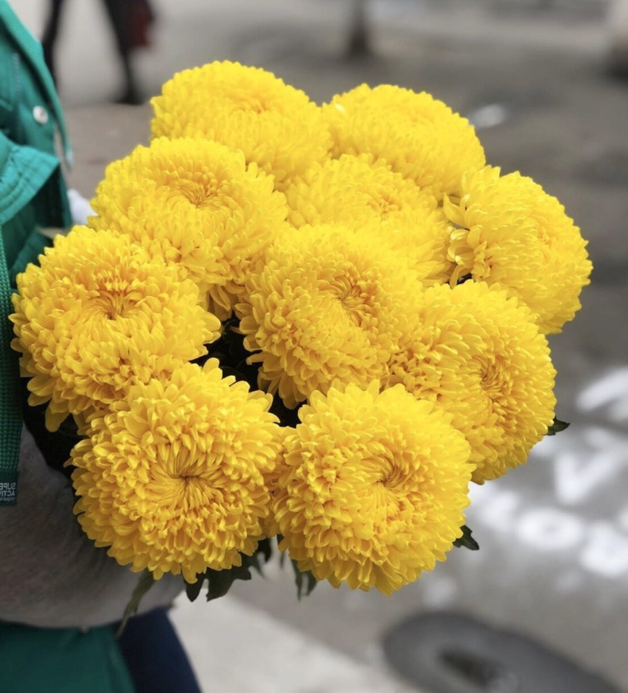 Хризантема мультифлора шаровидная