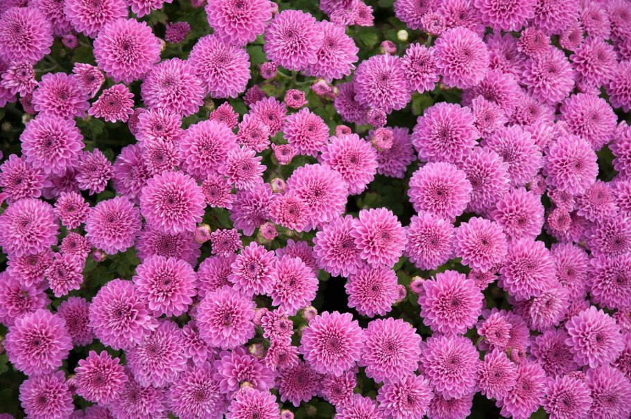 Ампельная Хризантема мультифлора