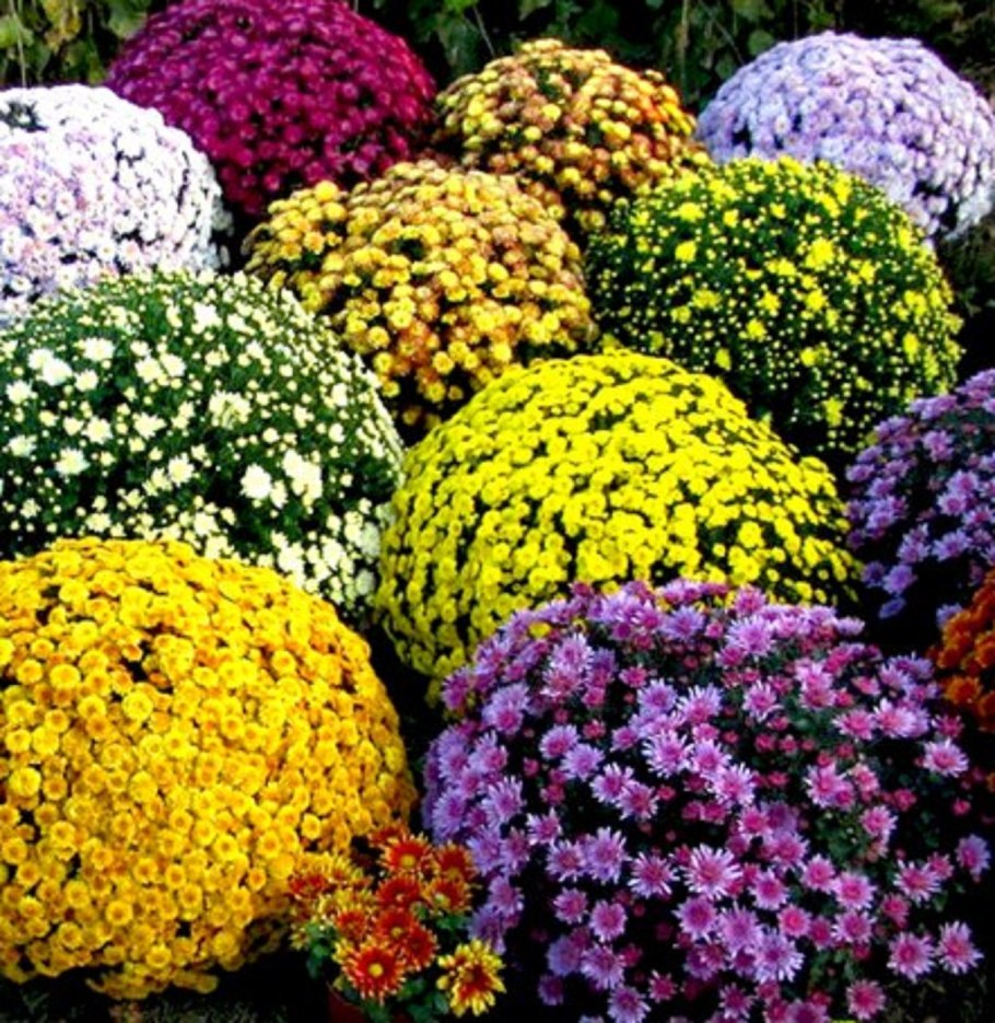 Хризантема мультифлора шаровидная многолетняя