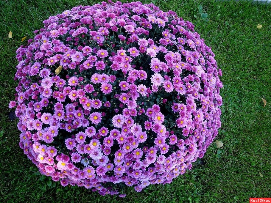 Хризантема мультифлора Бранбич оранж