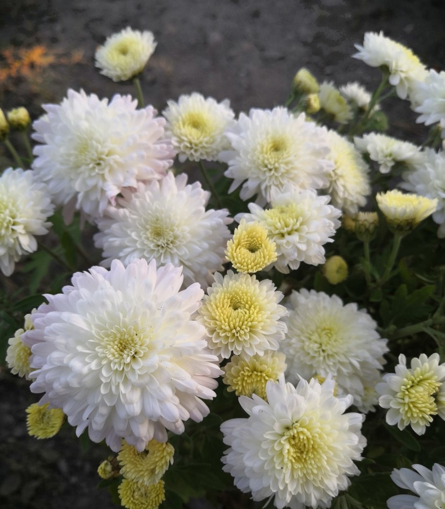 Хризантема мультифлора трики вайт