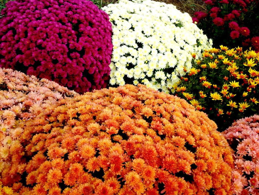 Хризантема мультифлора Балиос