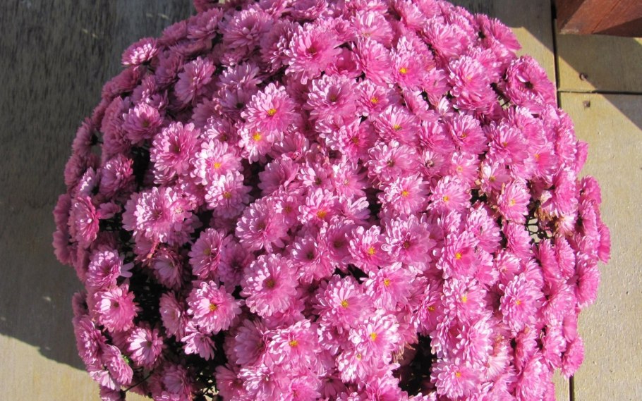 Хризантема шаровидная одноголовая