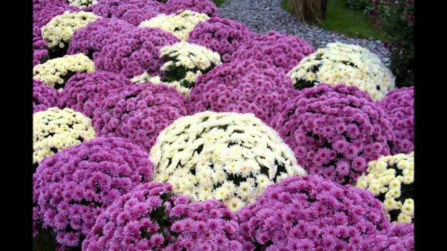 Хризантема мультифлора шаровидная