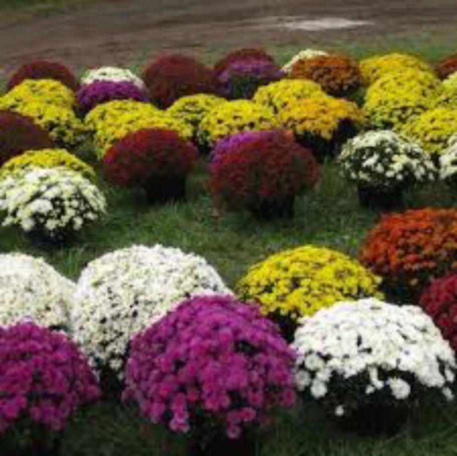 Хризантемы садовые шаровидные мультифлора
