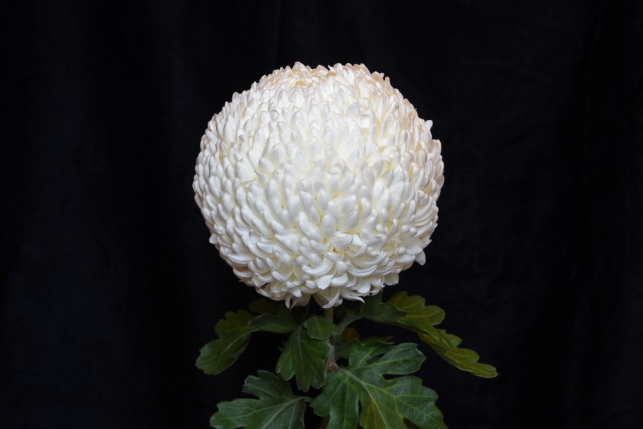 Хризантема шаровидная одноголовая