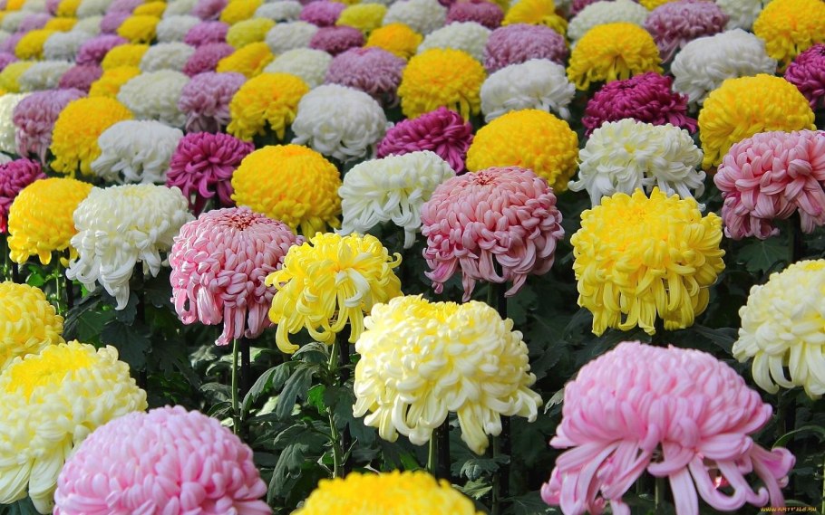 Хризантема мультифлора Балиос