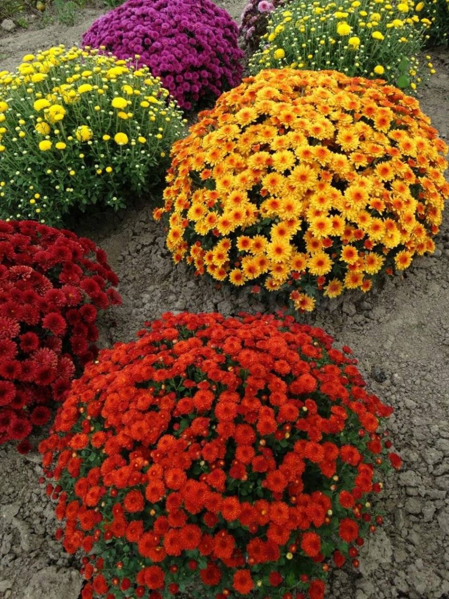 Хризантема мультифлора Молфетта Роуз