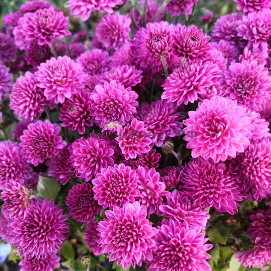 Дубки низкорослые шаровидные