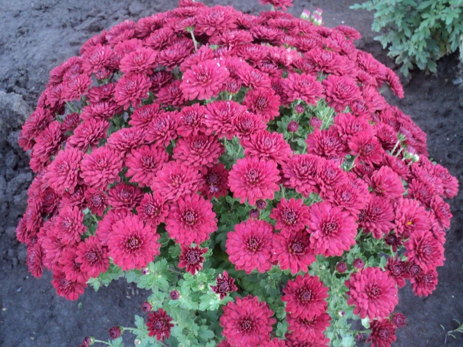 Черенки хризантемы мультифлора