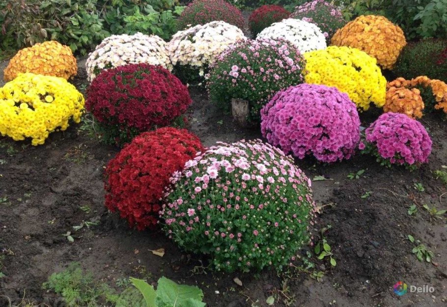 Хризантема мультифлора Алиса