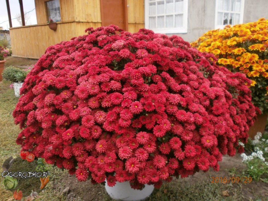 Хризантема мультифлора шаровидная клумба
