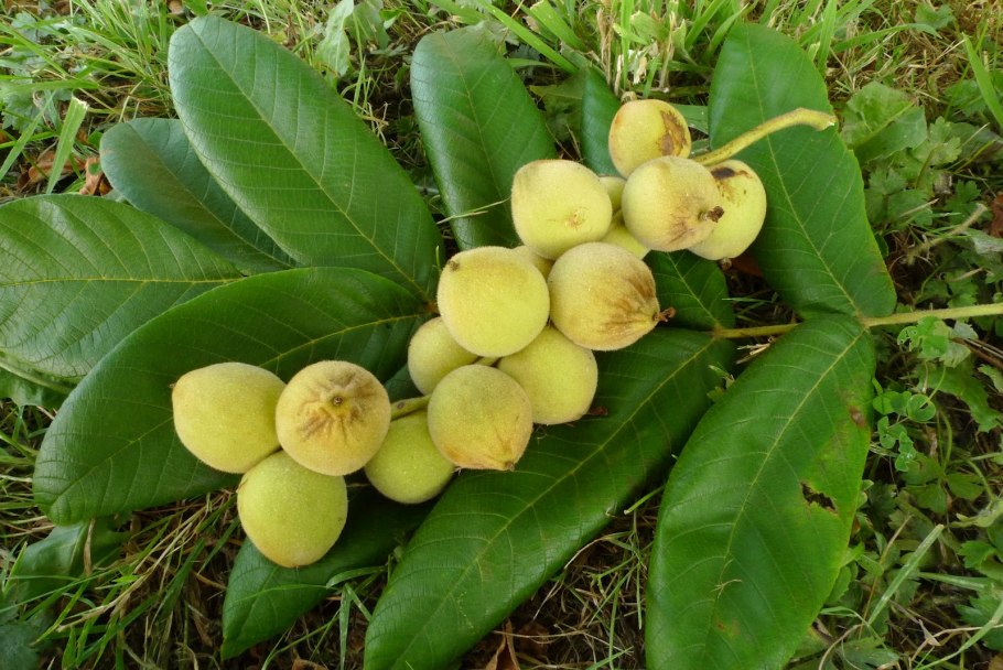 Орех маньчжурский(Juglans mandshurica Maxim)