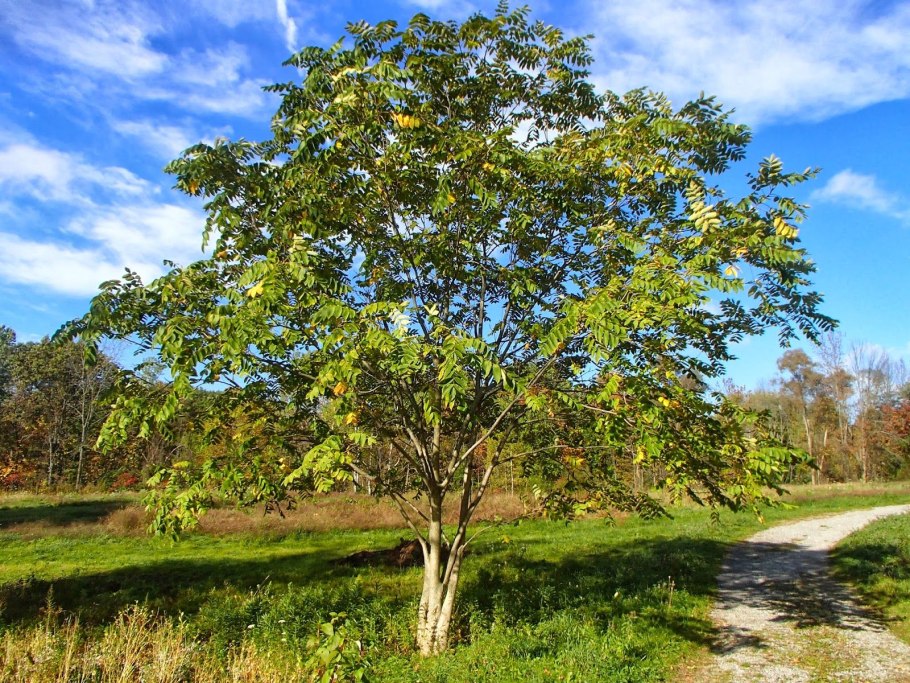 Орех маньчжурский (Juglans mandshurica)