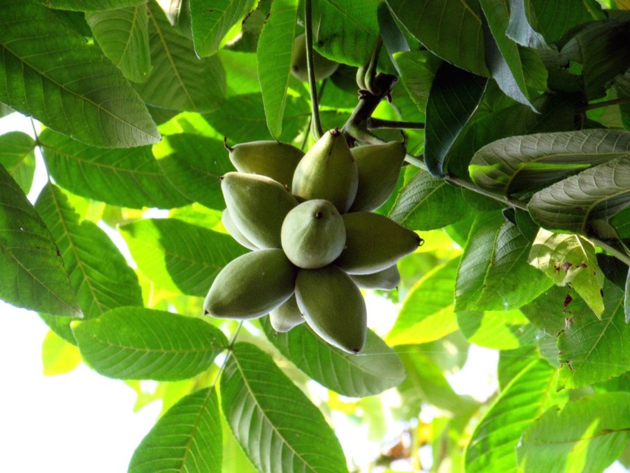 Орех маньчжурский (Juglans nigra l.)