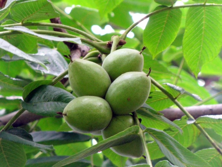 Орех маньчжурский (Juglans nigra l.)