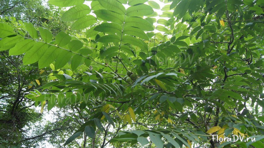 Орех маньчжурский Дальневосточный Реликт