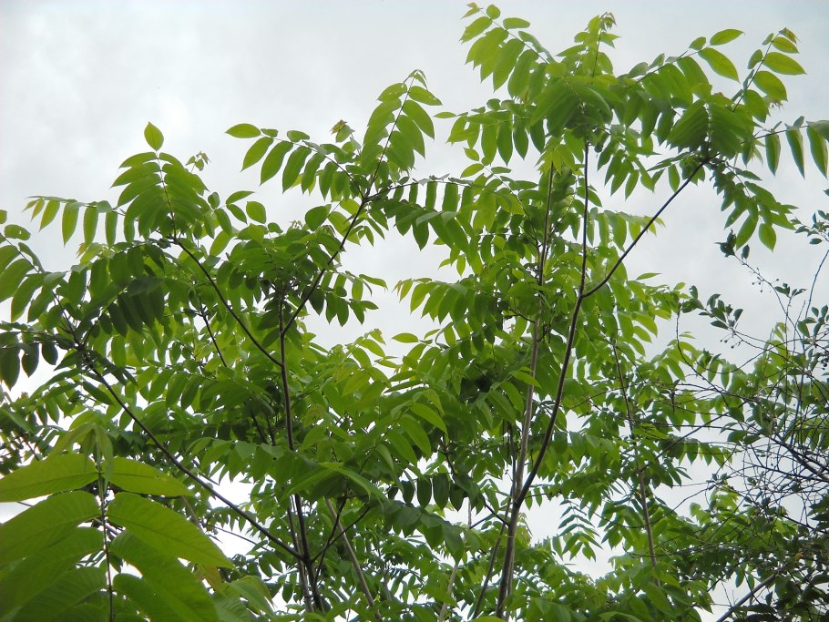 Уссурийская Тайга Амурский бархат
