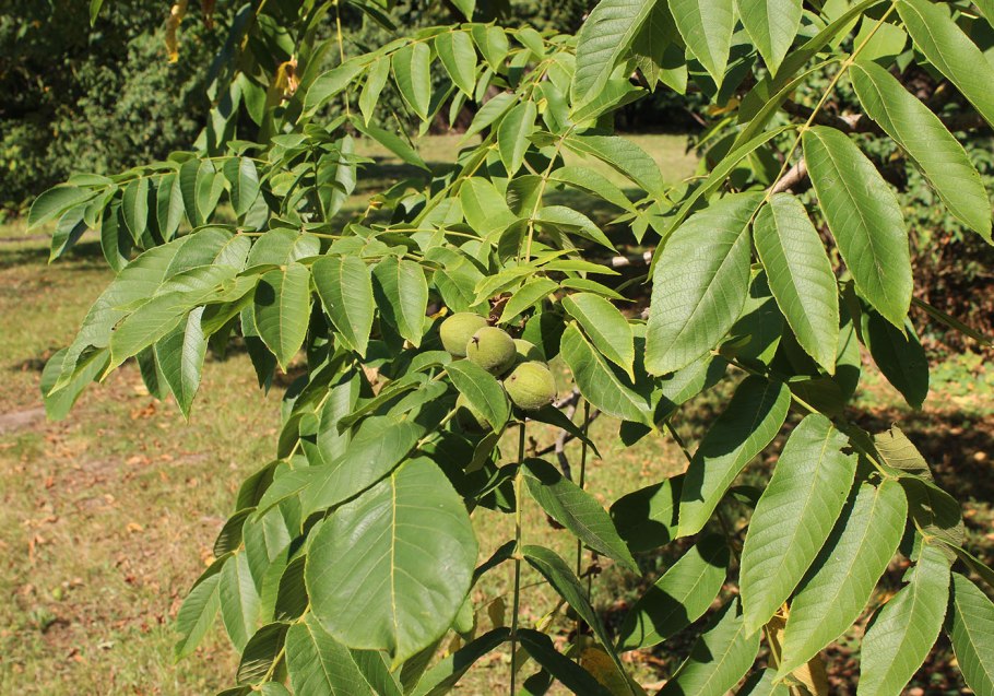 Орех маньчжурский(Juglans mandshurica Maxim)