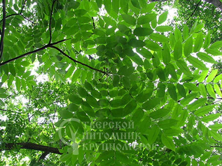 Орех маньчжурский(Juglans mandshurica Maxim)