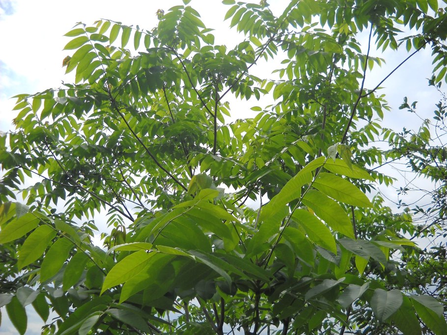 Орех маньчжурский (Juglans mandshurica)