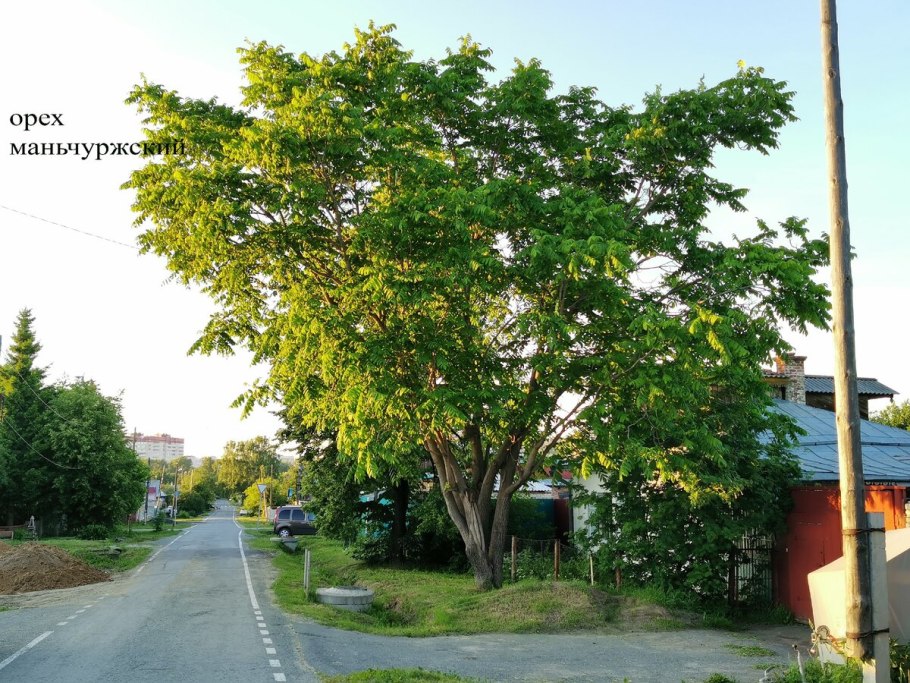 Маньчжурский орех высота