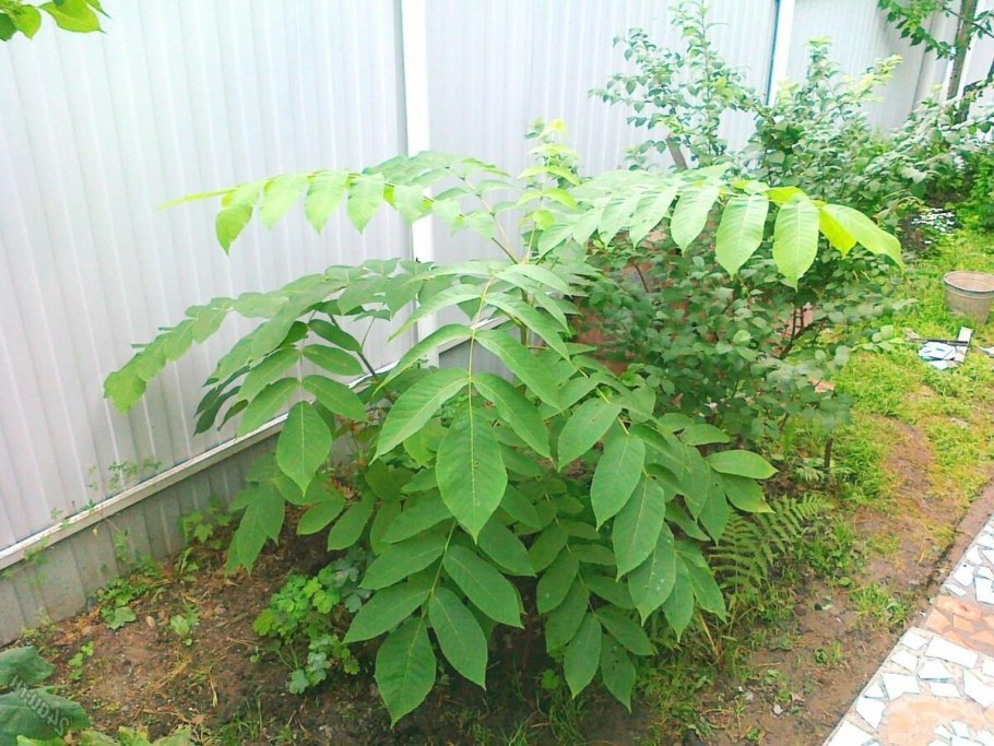 Орех маньчжурский (Juglans mandshurica)