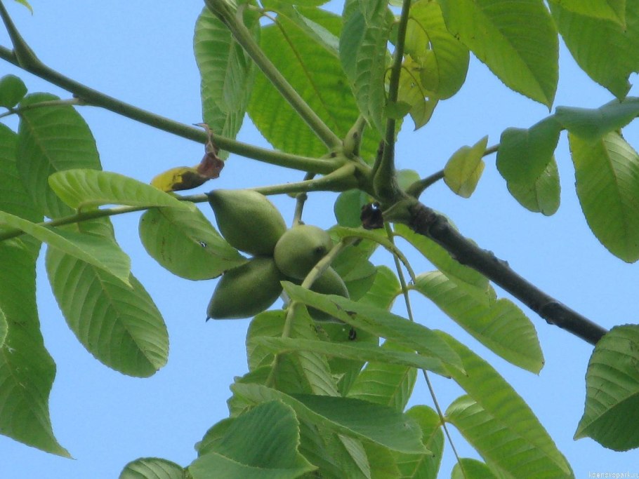 Орех маньчжурский(Juglans mandshurica Maxim)